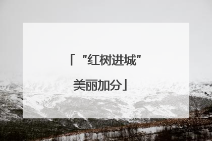 “红树进城” 美丽加分