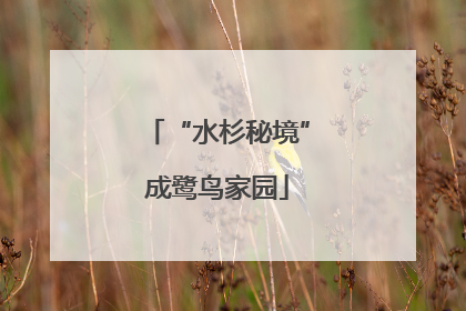 “水杉秘境”成鹭鸟家园