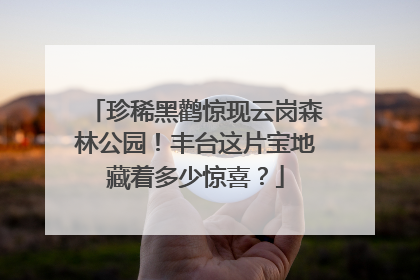 珍稀黑鹳惊现云岗森林公园！丰台这片宝地藏着多少惊喜？