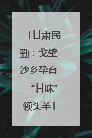 甘肃民勤：戈壁沙乡孕育“甘味”领头羊