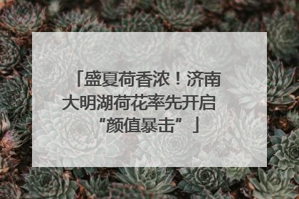 盛夏荷香浓！济南大明湖荷花率先开启“颜值暴击”