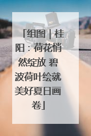 组图｜桂阳：荷花悄然绽放 碧波荷叶绘就美好夏日画卷