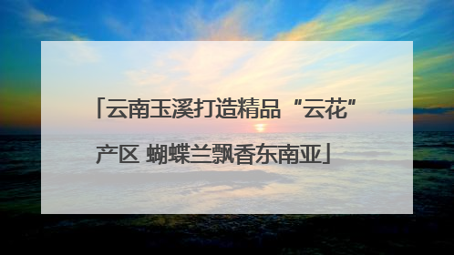 云南玉溪打造精品“云花”产区 蝴蝶兰飘香东南亚