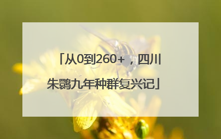从0到260+，四川朱鹮九年种群复兴记