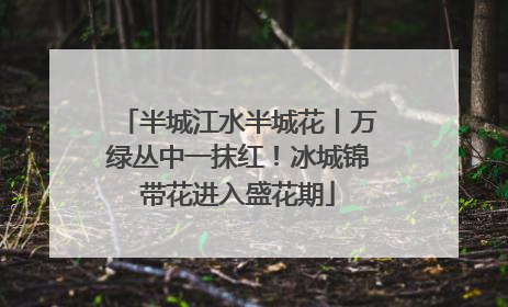 半城江水半城花丨万绿丛中一抹红！冰城锦带花进入盛花期