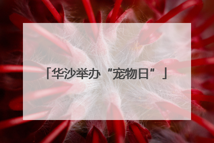 华沙举办“宠物日”