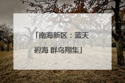 南海新区：蓝天碧海 群鸟翔集