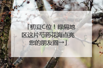 初夏C位！绿隔地区这片芍药花海点亮您的朋友圈→