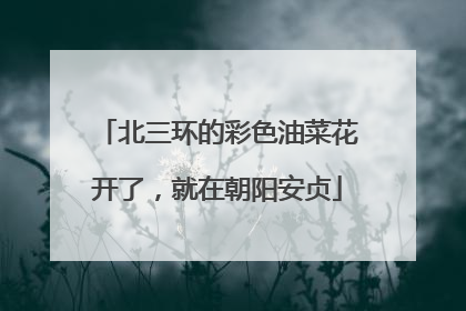 北三环的彩色油菜花开了，就在朝阳安贞