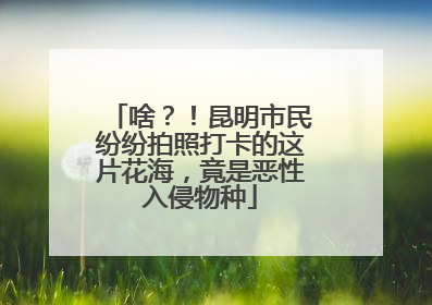 啥？！昆明市民纷纷拍照打卡的这片花海，竟是恶性入侵物种