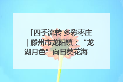 四季流转 多彩枣庄｜滕州市龙阳镇：“龙湖月色”向日葵花海 绘就乡村振兴新画卷