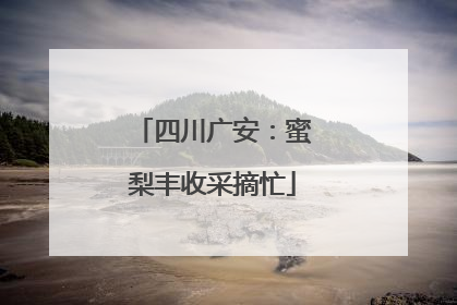 四川广安：蜜梨丰收采摘忙