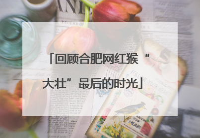 回顾合肥网红猴“大壮”最后的时光