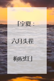 宁夏：六月头茬枸杞红