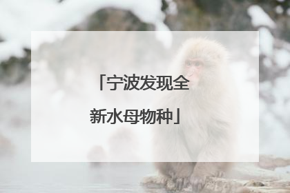 宁波发现全新水母物种