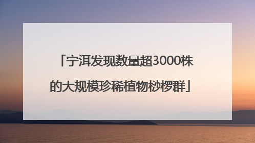 宁洱发现数量超3000株的大规模珍稀植物桫椤群