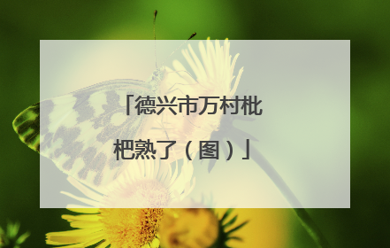 德兴市万村枇杷熟了（图）