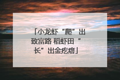 小龙虾“爬”出致富路 稻虾田“长”出金疙瘩