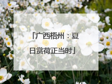 广西梧州：夏日赏荷正当时