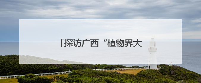 探访广西“植物界大熊猫”银杉发现地