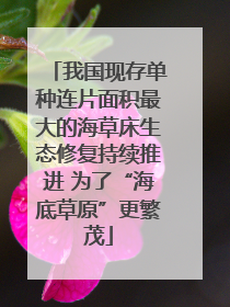 我国现存单种连片面积最大的海草床生态修复持续推进 为了“海底草原”更繁茂