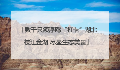 数千只须浮鸥“打卡”湖北枝江金湖 尽显生态美景