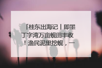 桂东出海记丨即墨丁字湾万亩蚬田丰收！渔民泥里挖蚬，一天上岸过千斤