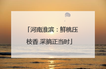 河南淮滨：鲜桃压枝香 采摘正当时