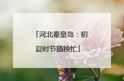 河北秦皇岛：初夏时节插秧忙