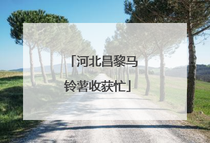 河北昌黎马铃薯收获忙