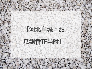 河北阜城：甜瓜飘香正当时