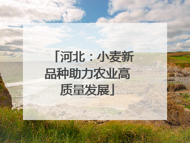 河北：小麦新品种助力农业高质量发展