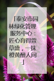 泰安市园林绿化管理服务中心：匠心育得萱草盛，一抹橙黄醉人间