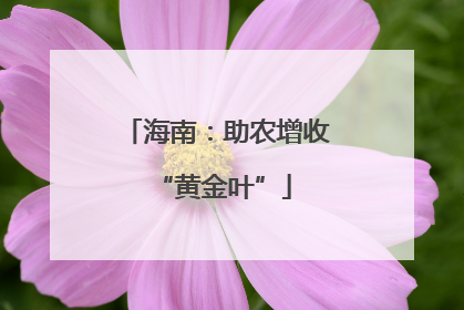 海南：助农增收 “黄金叶”