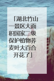 湖北竹山一景区大面积国家二级保护植物荞麦叶大百合开花了