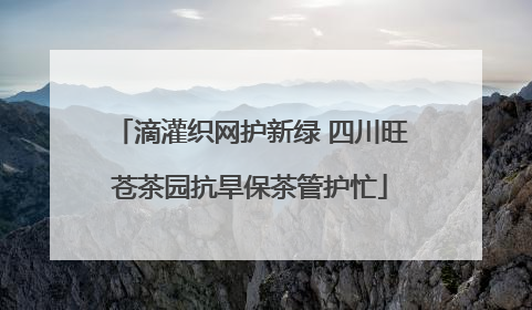 滴灌织网护新绿 四川旺苍茶园抗旱保茶管护忙