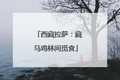 西藏拉萨：藏马鸡林间觅食