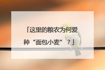 这里的粮农为何爱种“面包小麦”？