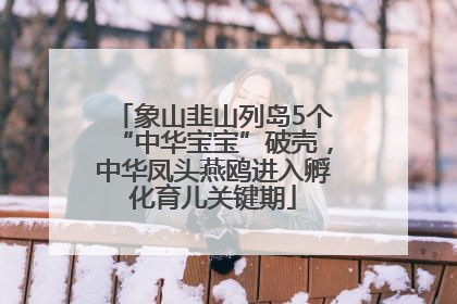象山韭山列岛5个“中华宝宝”破壳，中华凤头燕鸥进入孵化育儿关键期