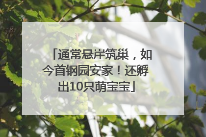 通常悬崖筑巢，如今首钢园安家！还孵出10只萌宝宝