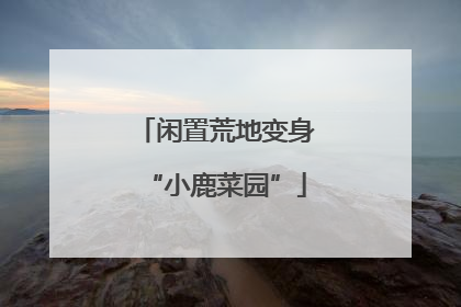 闲置荒地变身“小鹿菜园”