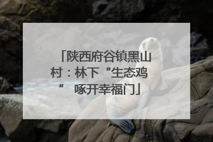 陕西府谷镇黑山村：林下“生态鸡” 啄开幸福门