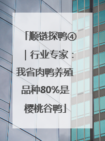 顺链探鸭④｜行业专家：我省肉鸭养殖品种80%是樱桃谷鸭