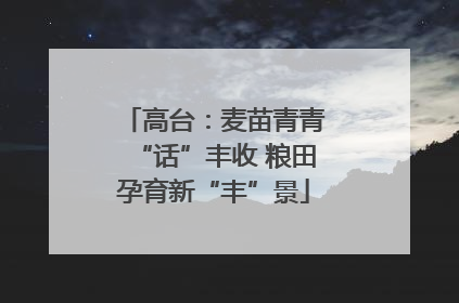 高台：麦苗青青“话”丰收 粮田孕育新“丰”景