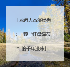 龙湾大岙溪杨梅：一颗“红盘绿蒂”的千年滋味