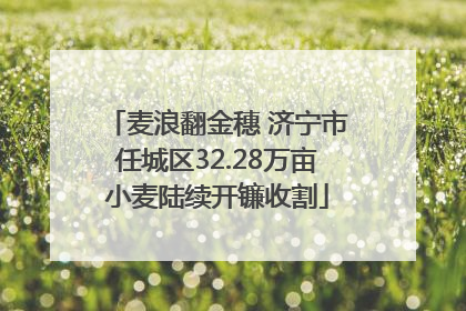 麦浪翻金穗 济宁市任城区32.28万亩小麦陆续开镰收割