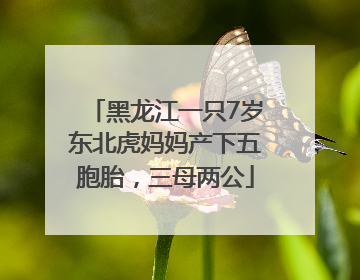 黑龙江一只7岁东北虎妈妈产下五胞胎，三母两公