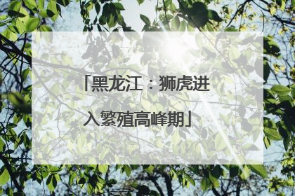 黑龙江：狮虎进入繁殖高峰期
