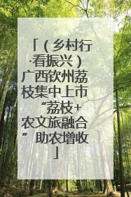（乡村行·看振兴）广西钦州荔枝集中上市 “荔枝+农文旅融合”助农增收
