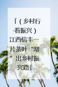 （乡村行·看振兴）江西信丰一片茶叶“沏”出乡村振兴路